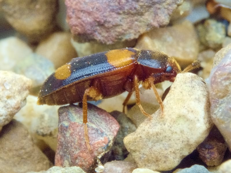 Mycetophagus quadripustulatus (Linnaeus, 1761)